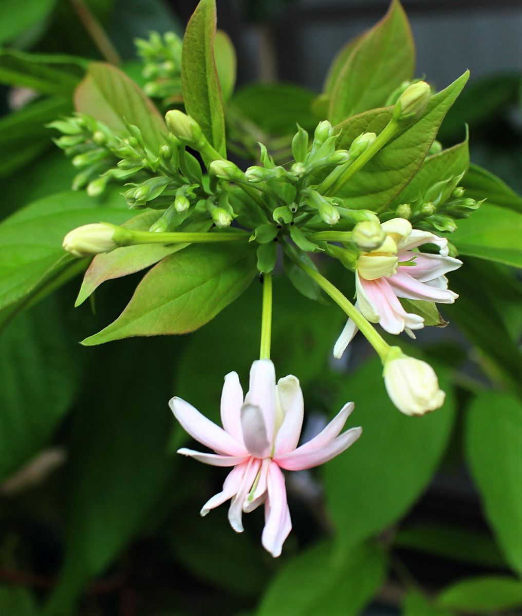 シクンシの花の色