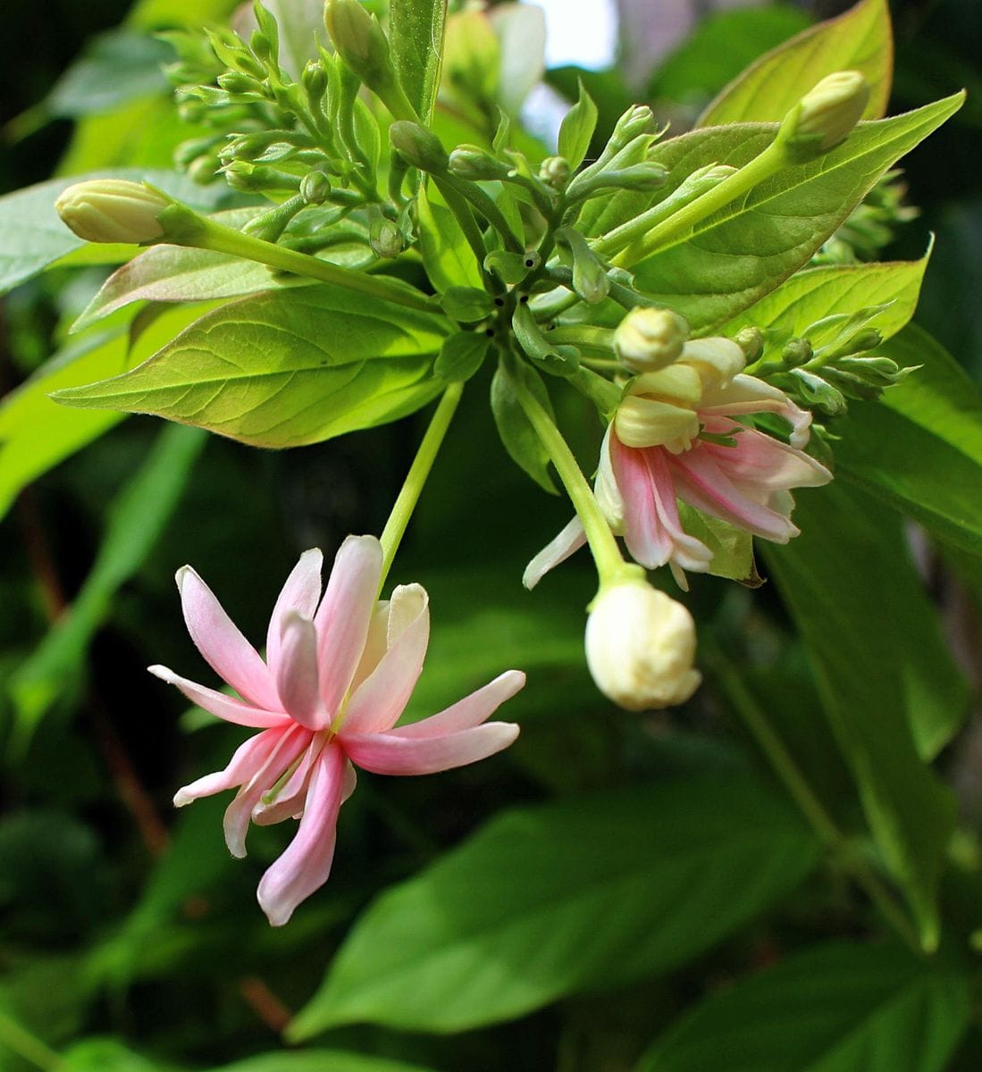 シクンシの花の色