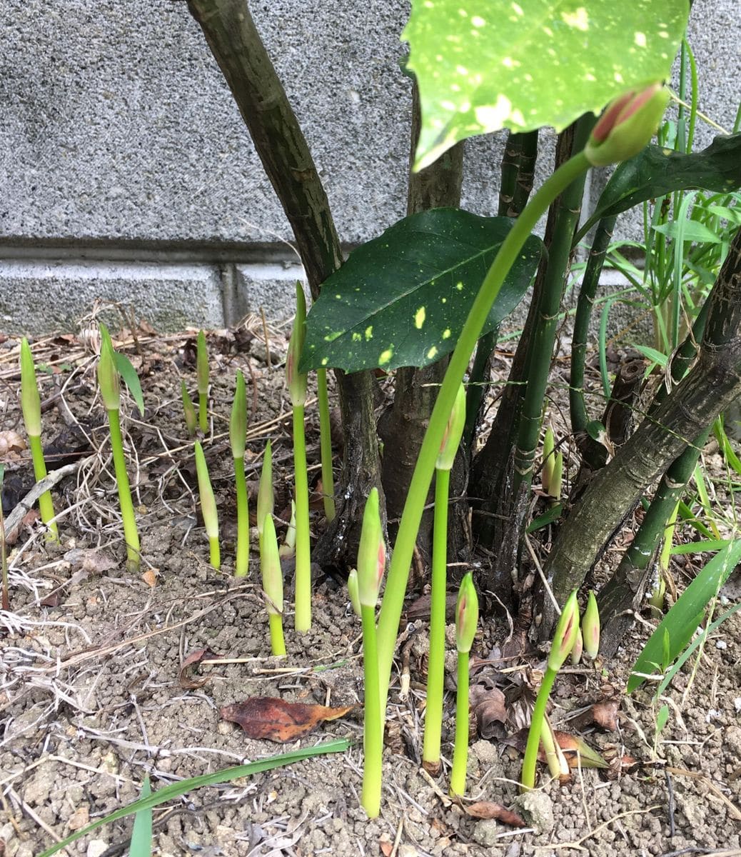 虫の次は、対・雑草