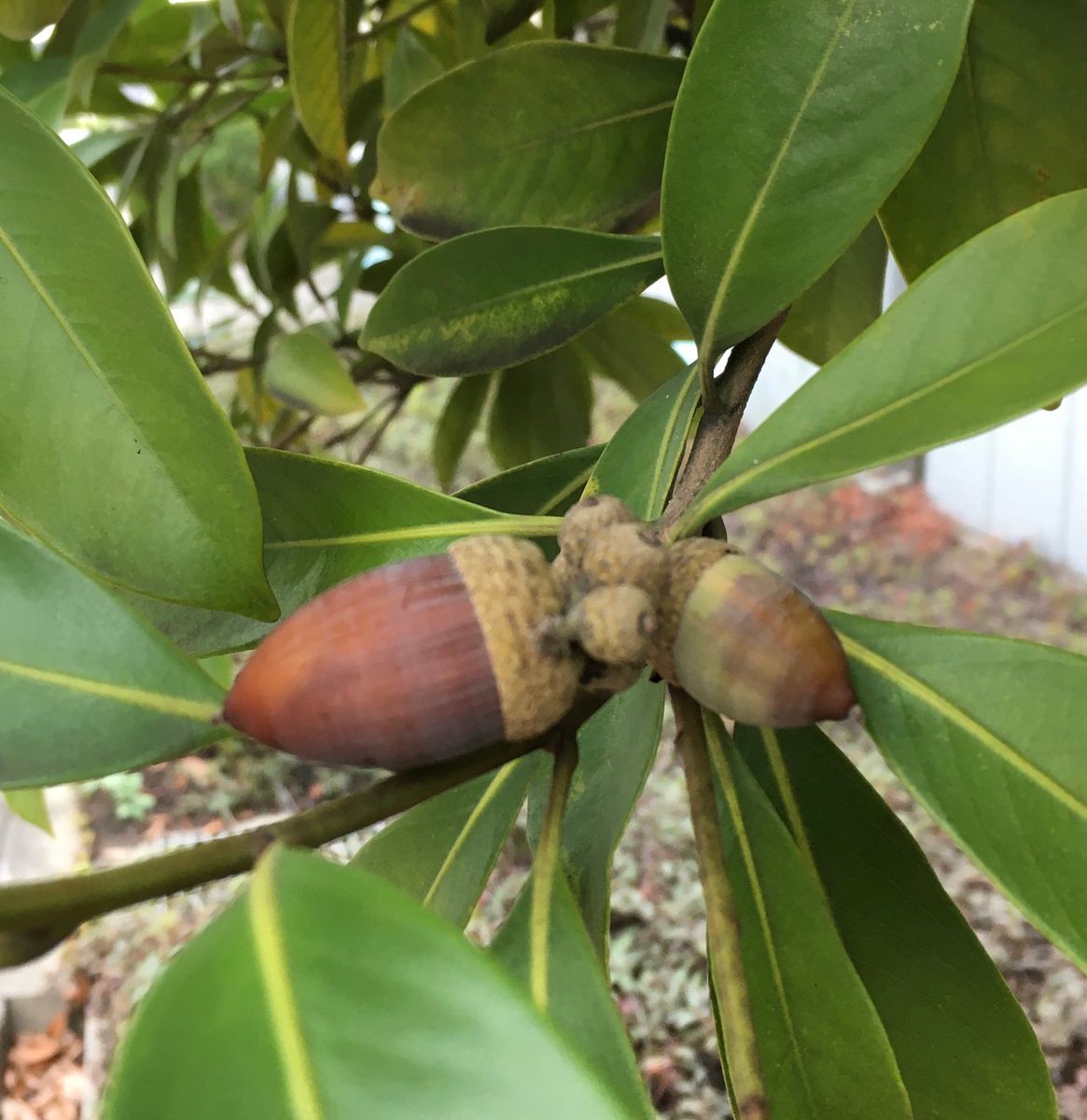 虫の次は、対・雑草