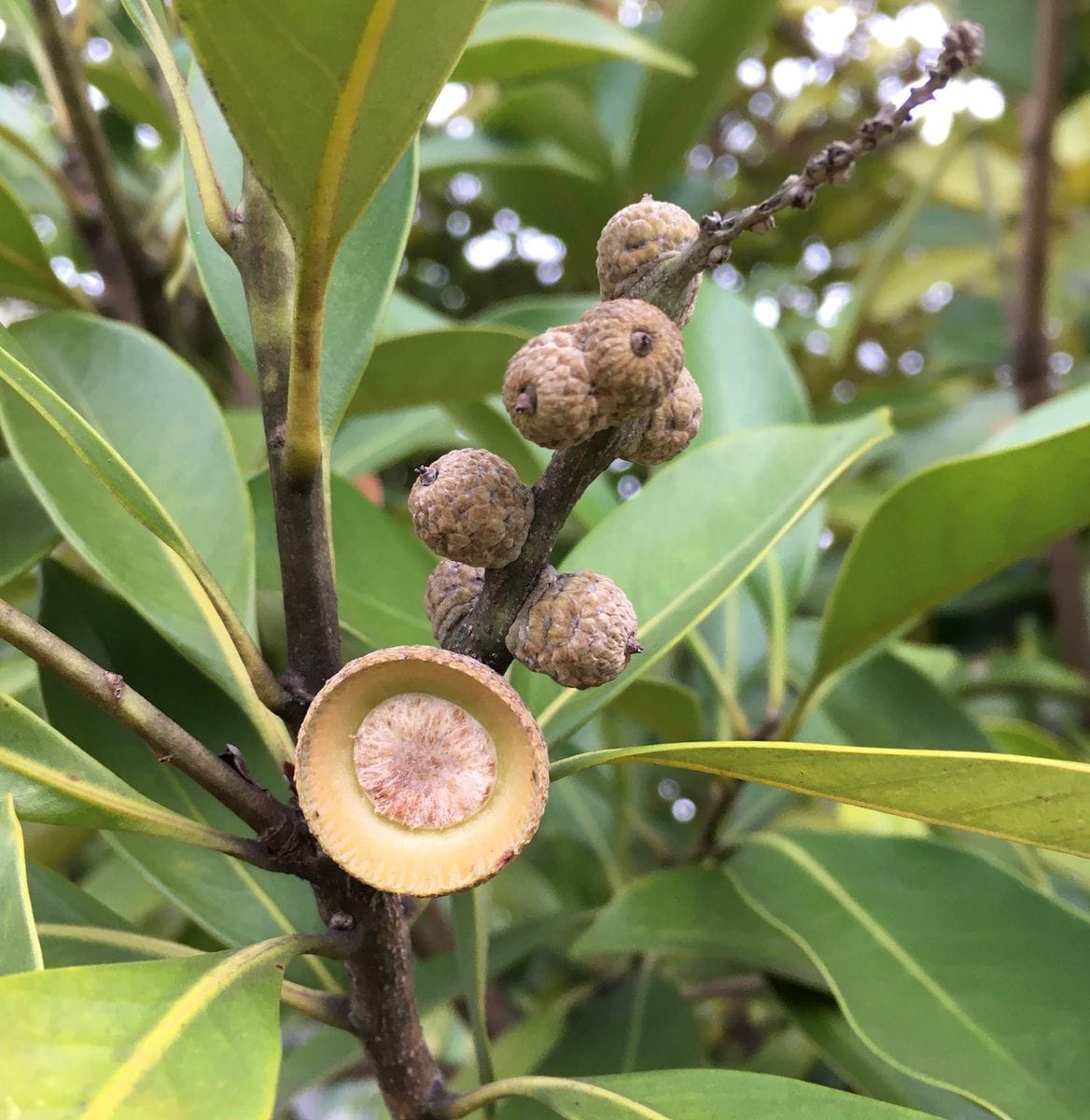 虫の次は、対・雑草