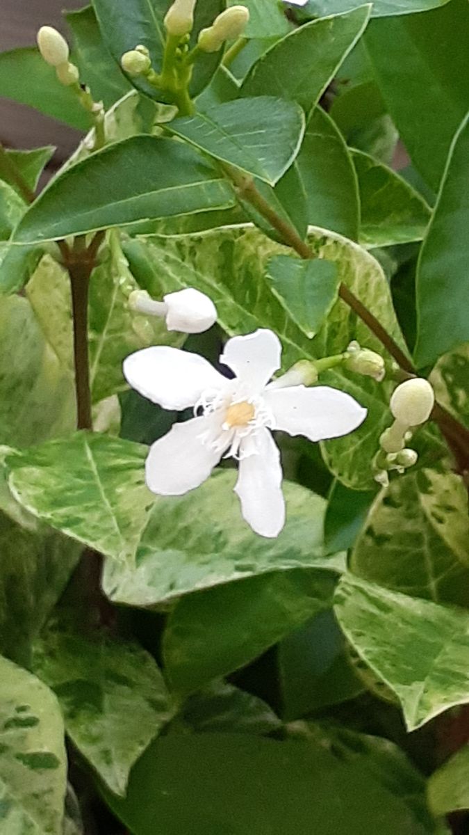 ふくおかルーバルガーデン3～秋🌾🎑の***  庭便り～今日も快晴💙　日毎に秋めいて🍃🍂❗