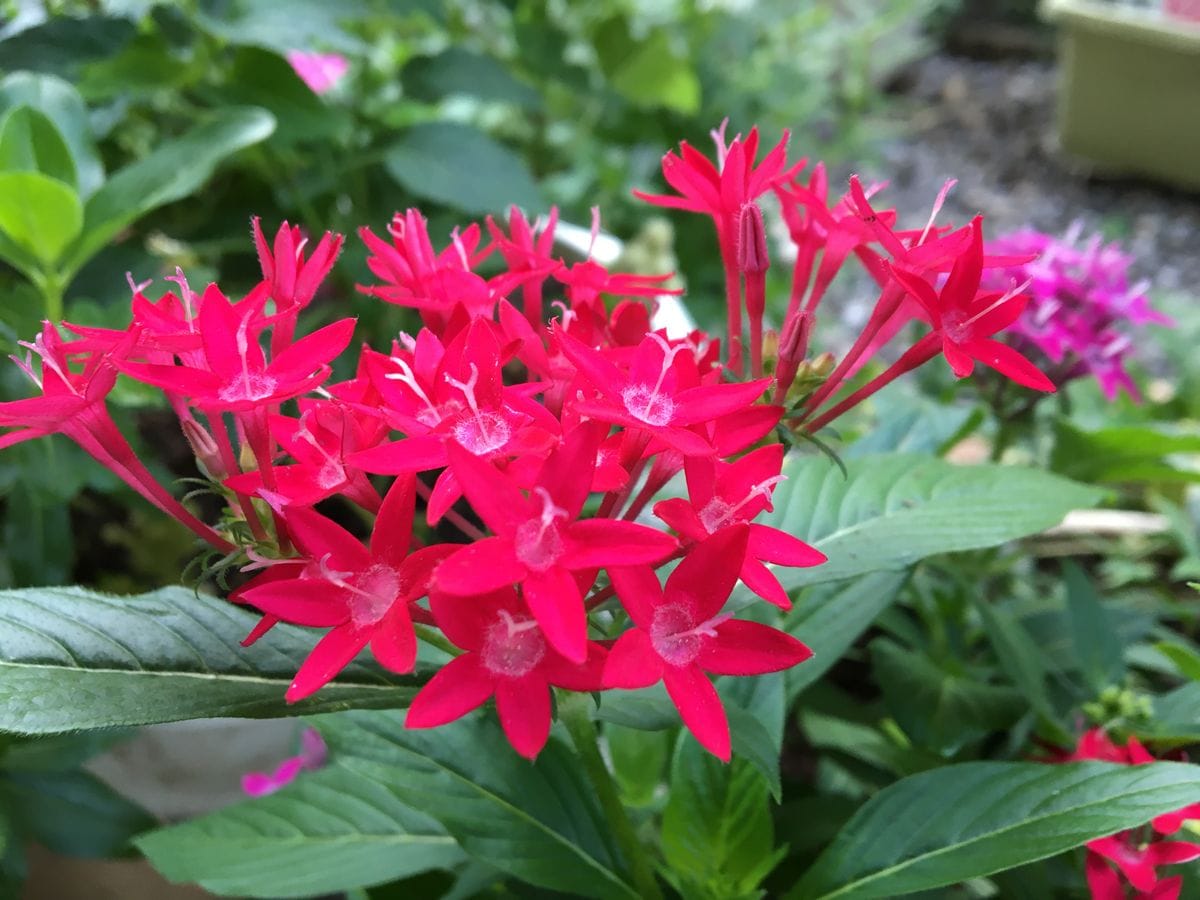 朝の花色が綺麗だったので〜