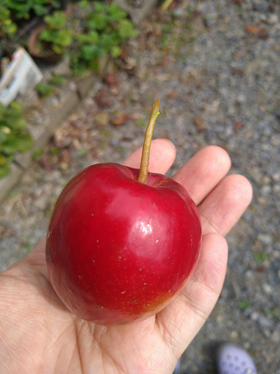 りんご🍎の収穫!