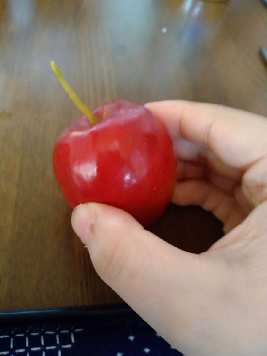 りんご🍎の収穫!