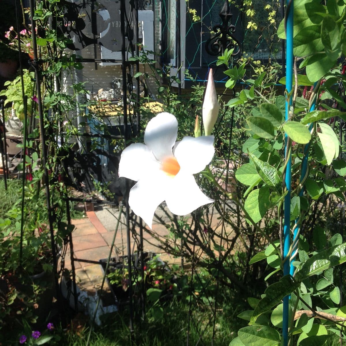 マンデビラが、沢山の花を付けて咲き続けています。