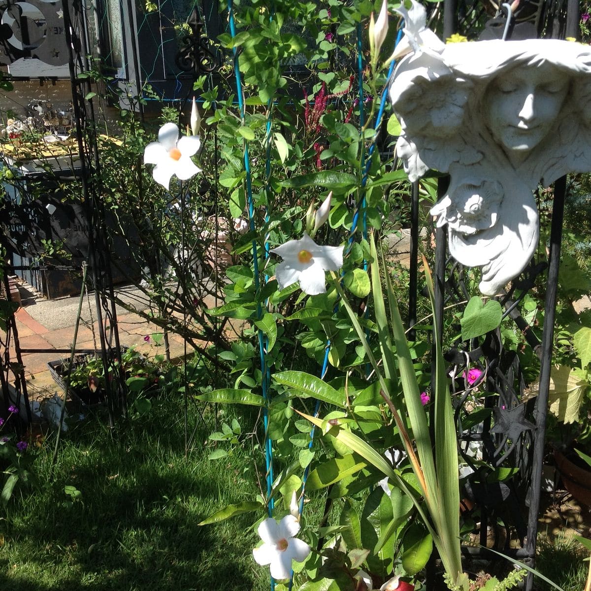 マンデビラが、沢山の花を付けて咲き続けています。