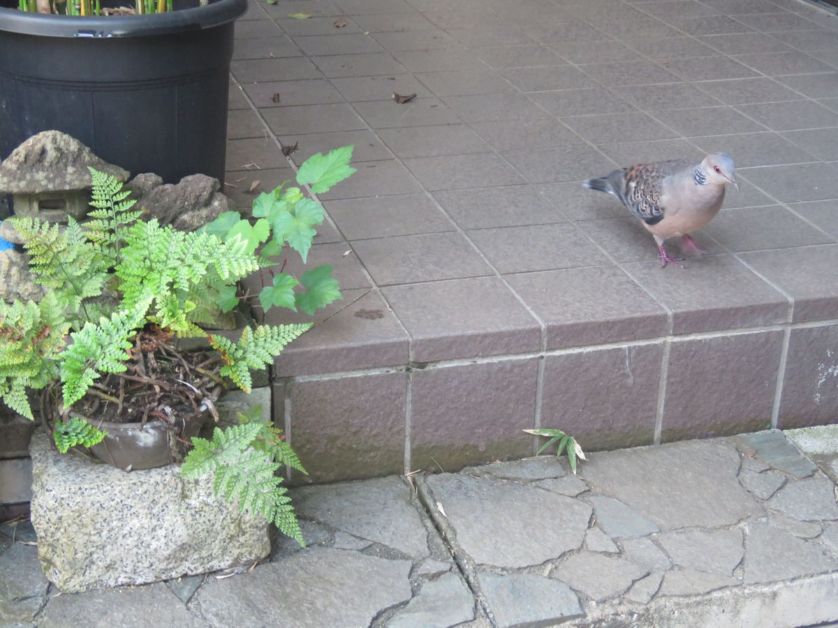 キジバトが宿る苔庭