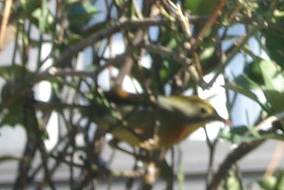 相思鳥かな？