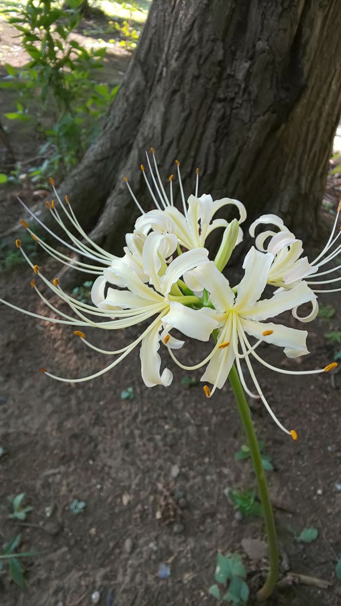 今朝の庭 ～ 白いお花