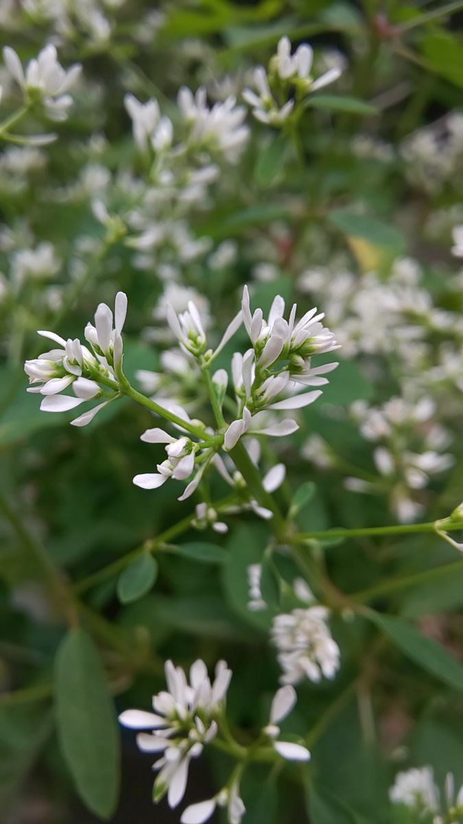 今朝の庭 ～ 白いお花