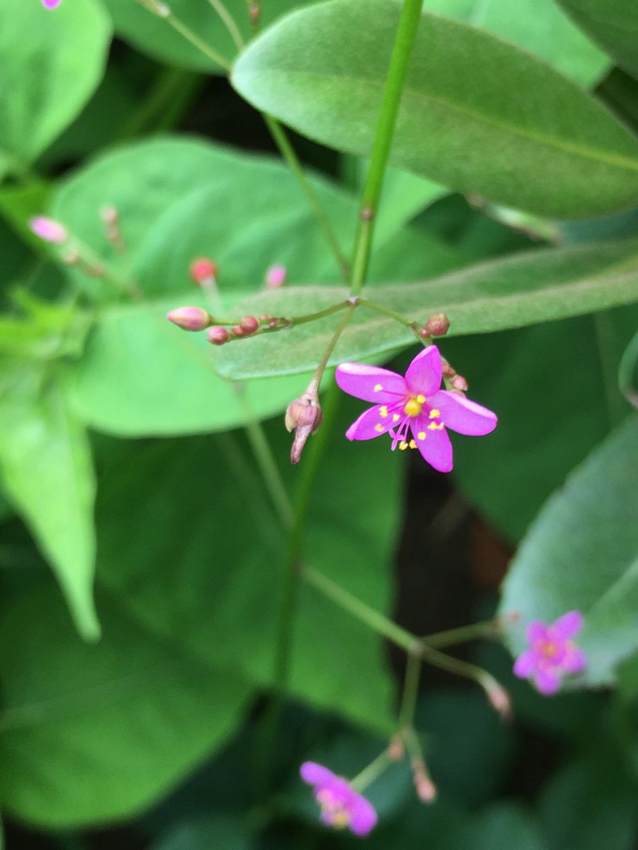 線香花火