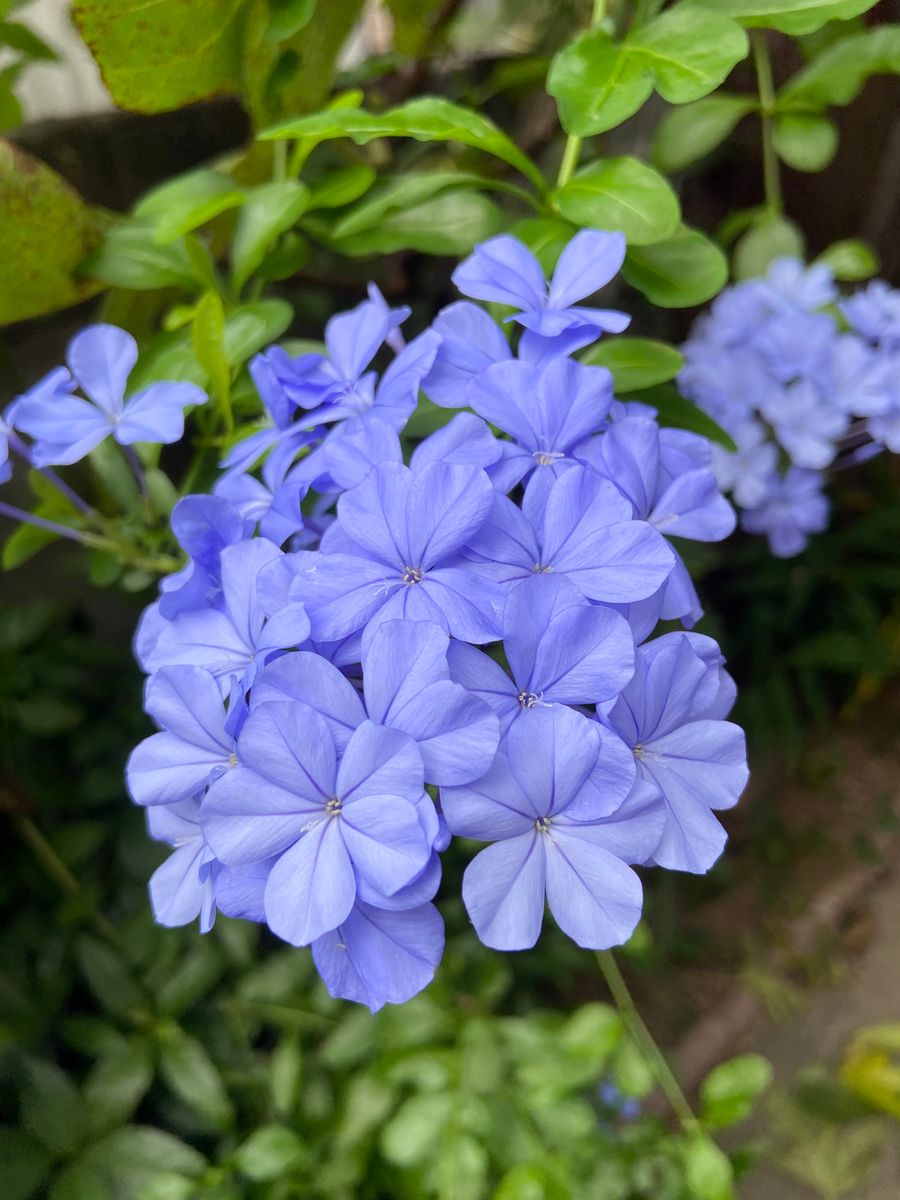 今日の花と蛹