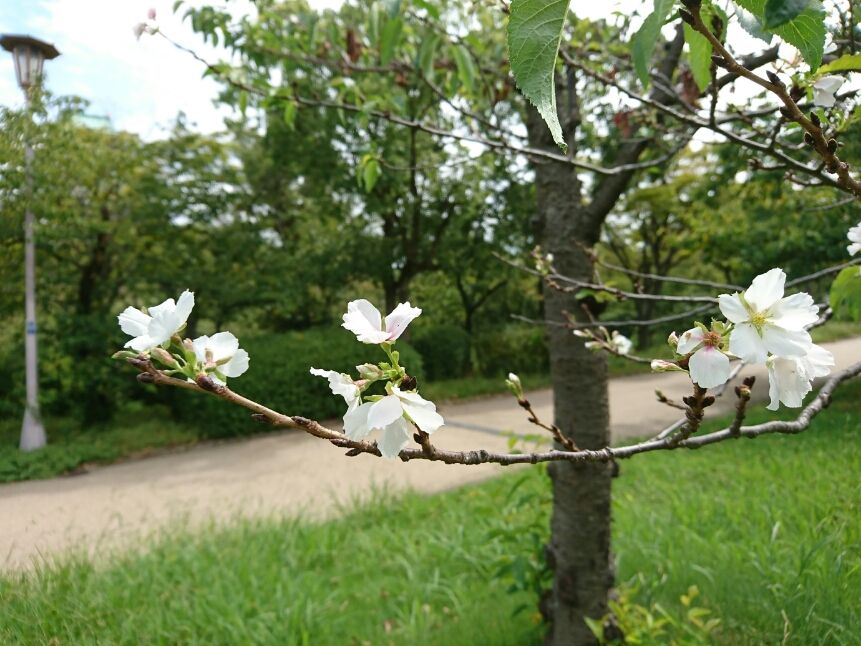 大阪城公園に咲く花    🏯