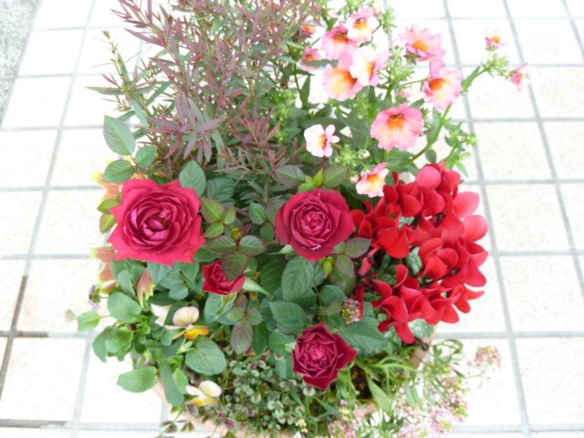 ミニ薔薇の寄せ植え作品から