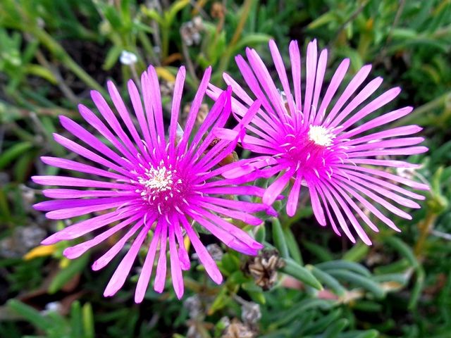 今日の庭より･･･ピンクの花