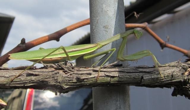 カマキリの瞳（言わずと知れた、虫）