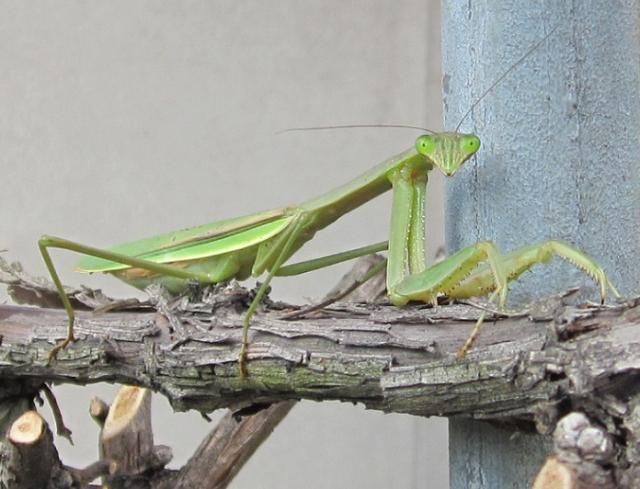 カマキリの瞳（言わずと知れた、虫）