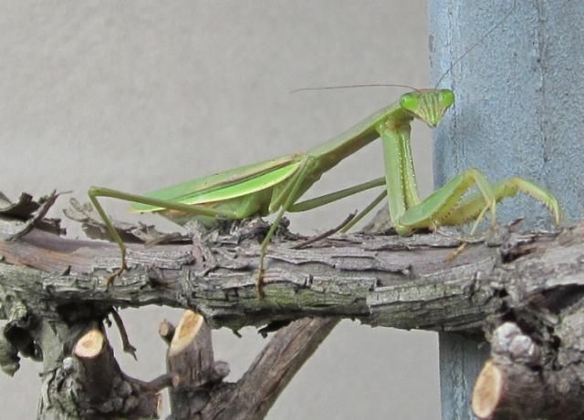 カマキリの瞳（言わずと知れた、虫）