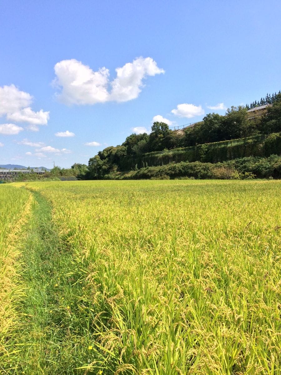 田んぼの水入れ