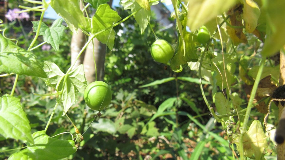 野草を育てる-雀瓜(スズメウリ)結実