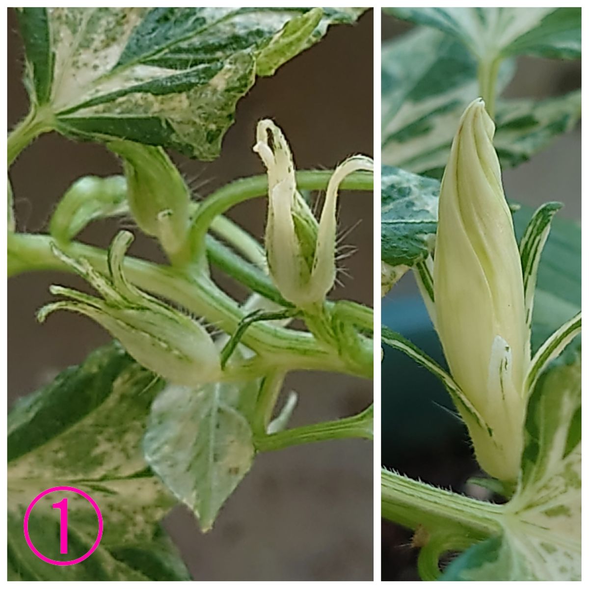 朝顔の姫に初花⁉️