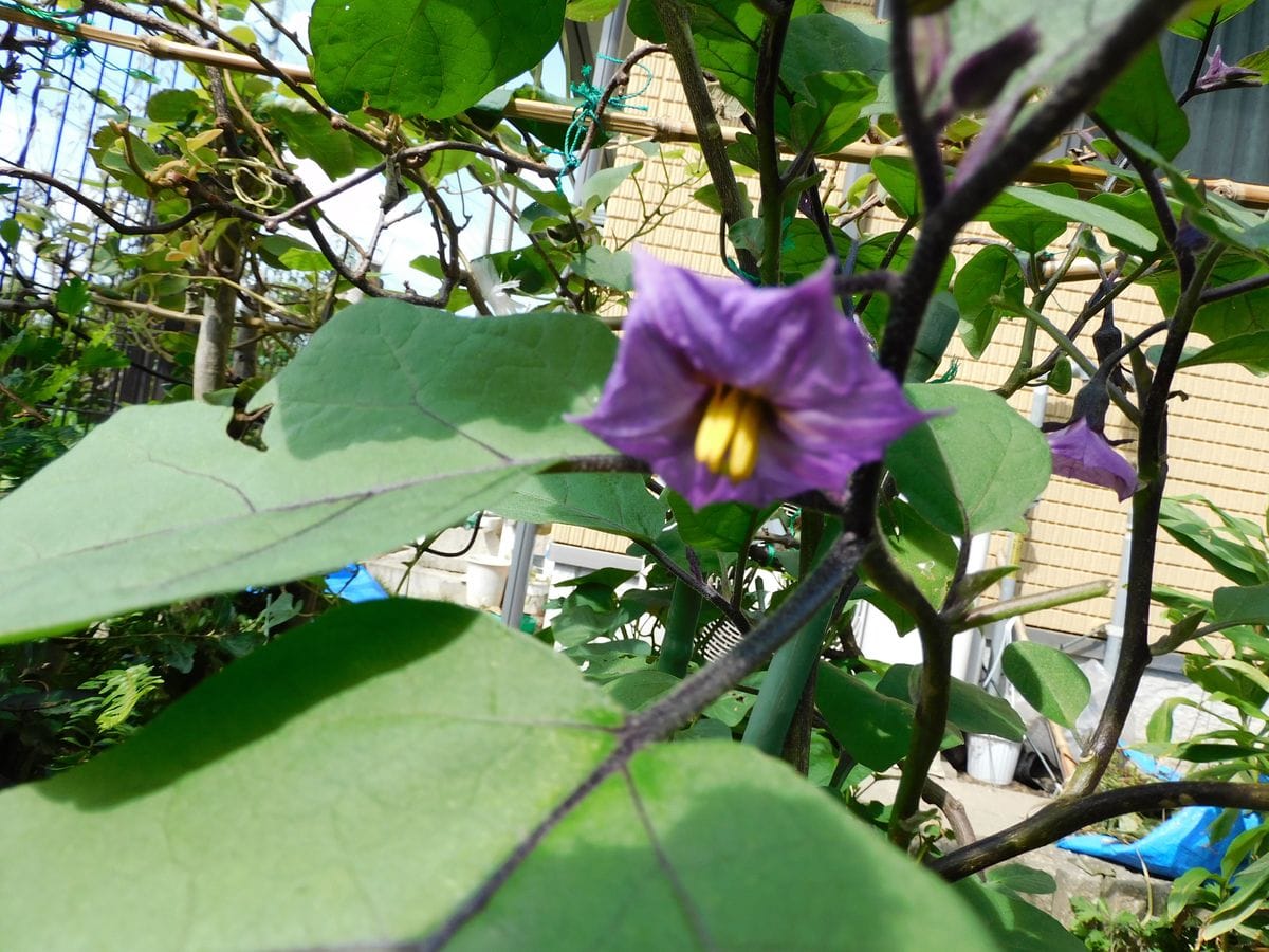 薄曇り。茄のお花。トケイソウ。花火。