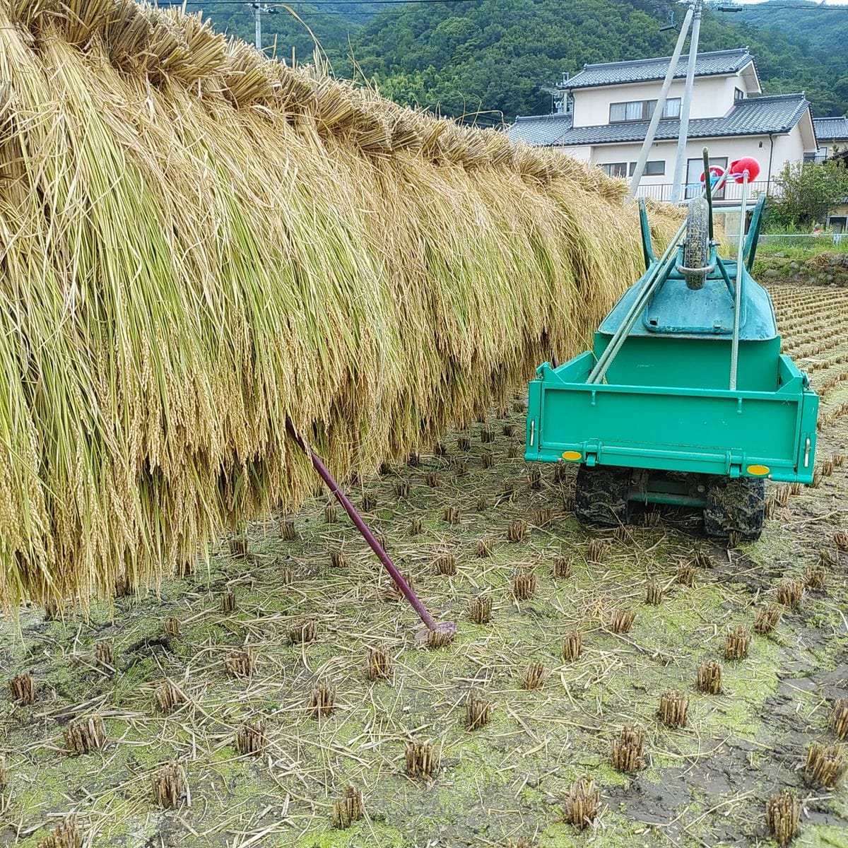 野分立ちて🌾