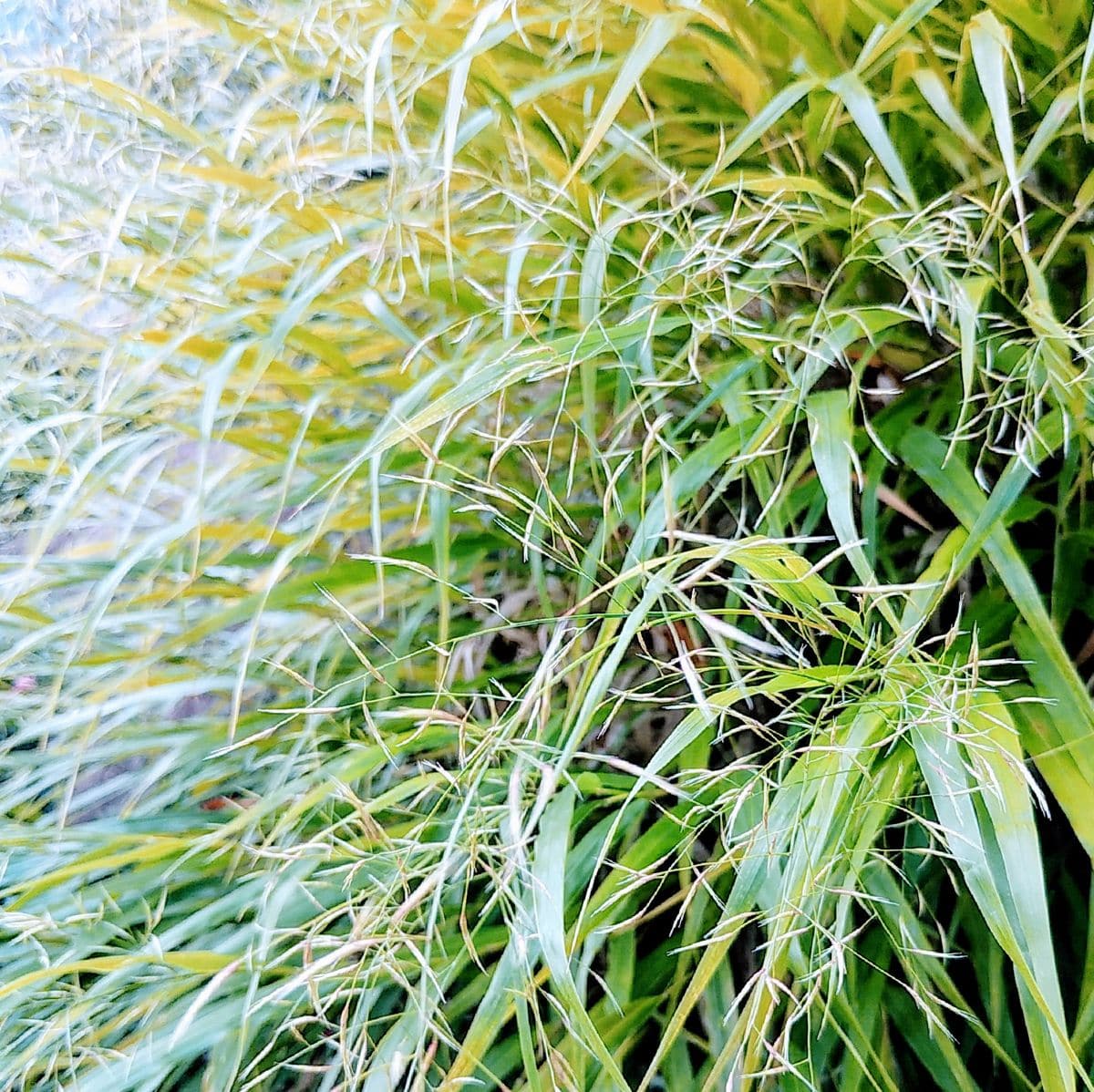 野分立ちて🌾