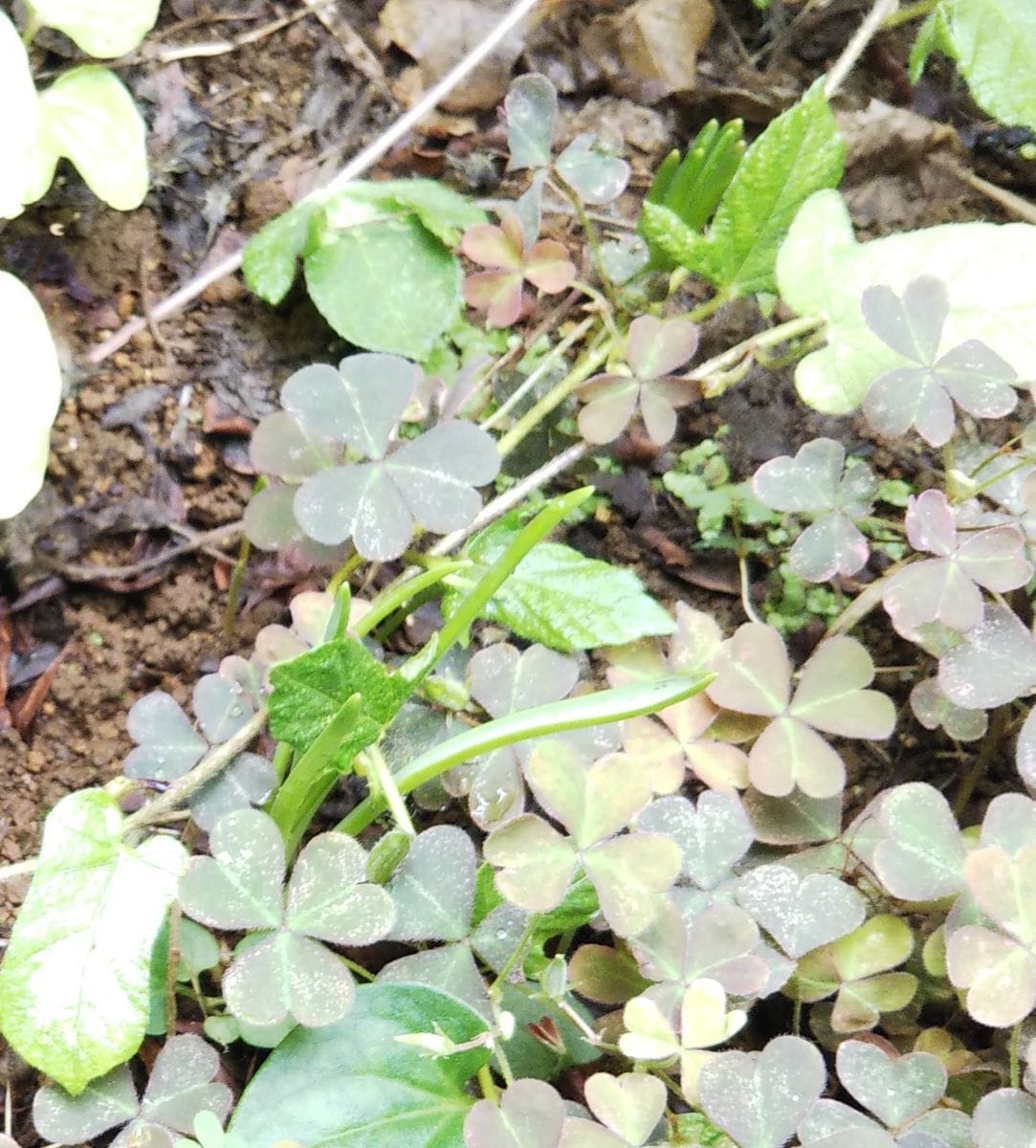 ムスカリの発芽