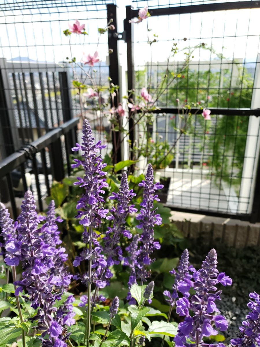 🍇🌰はしゃいでも良いですか🌱🎵😍🎵