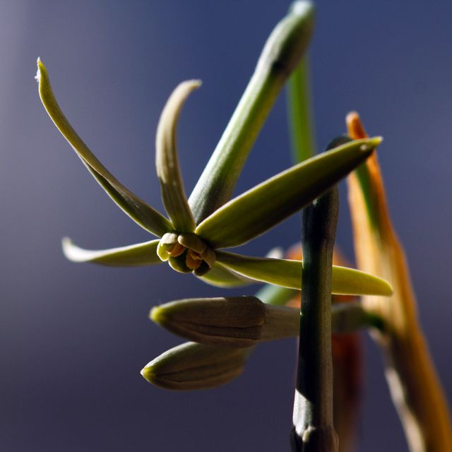  Narcissus viridiflorus