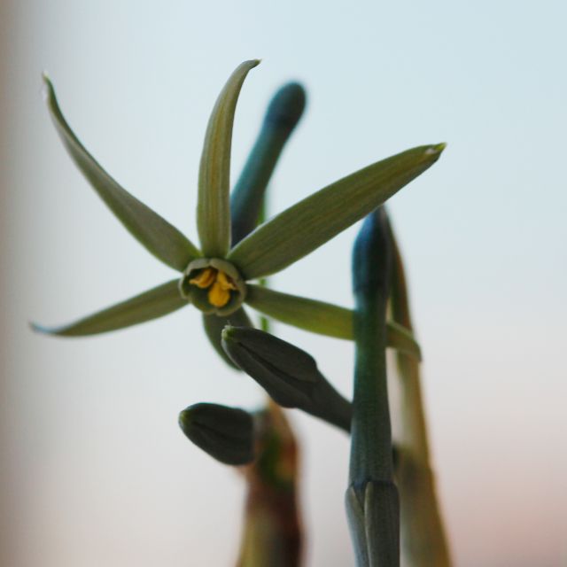  Narcissus viridiflorus