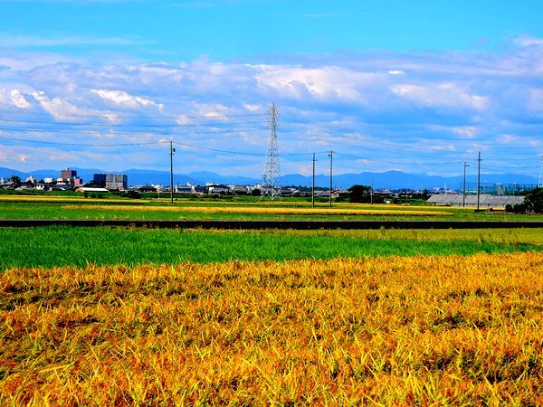 田園風景～稲刈り前の黄金色の田圃