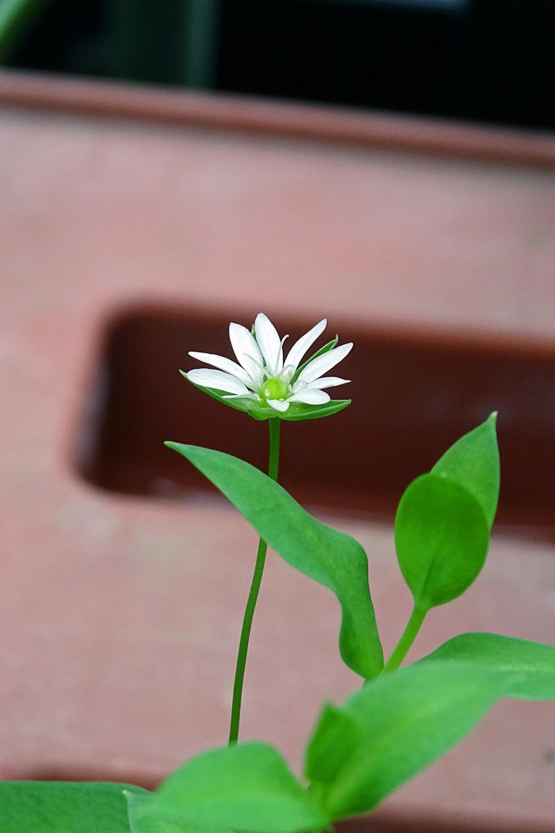 庭に一茎 鉢に一輪 そして、･･･