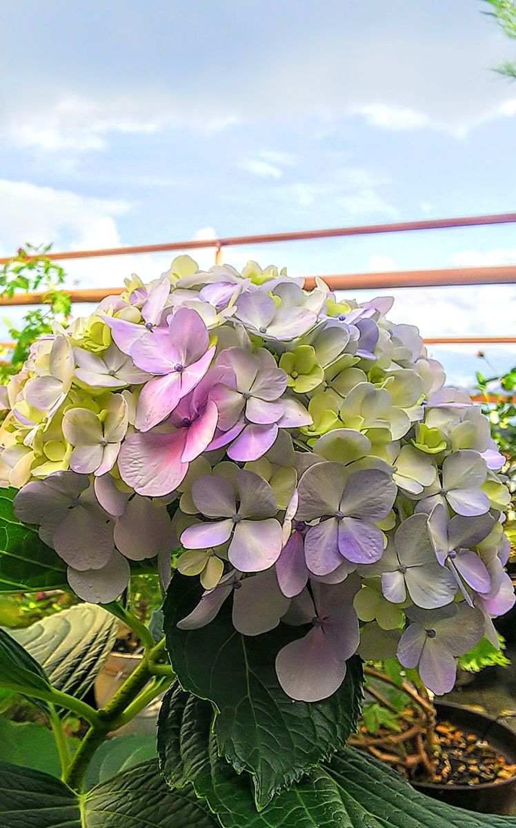 紫陽花の大きな花💠