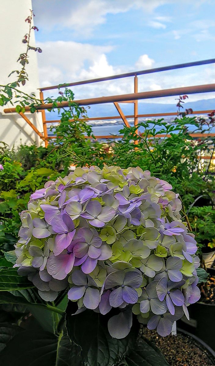 紫陽花の大きな花💠