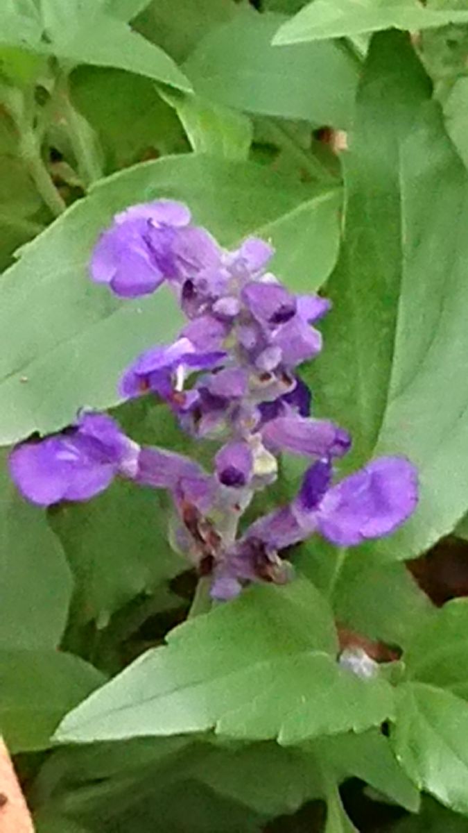 我が家にとっては秋の花