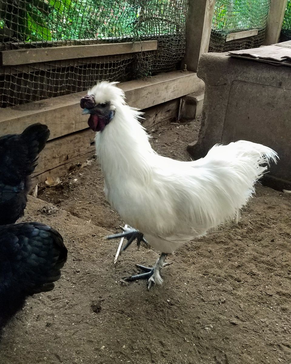 ズボラさんの日常…ある鶏🐔さんの死🤧、そして冬至カボチャ🎃の今😀