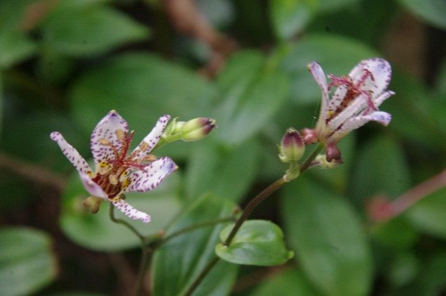 秋の花