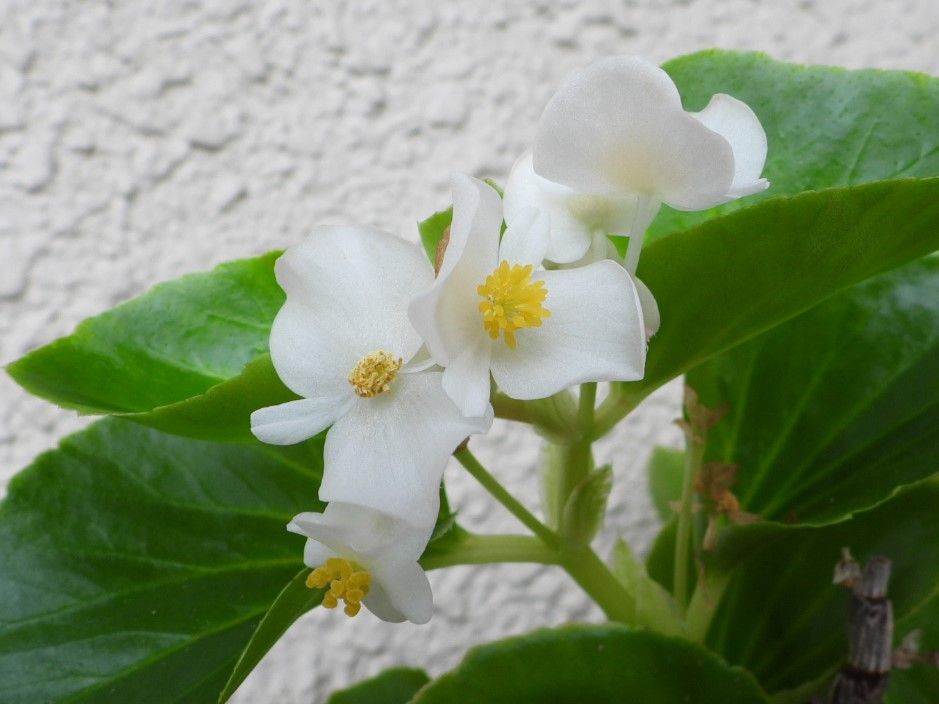 今度は赤花！実生タイタン。