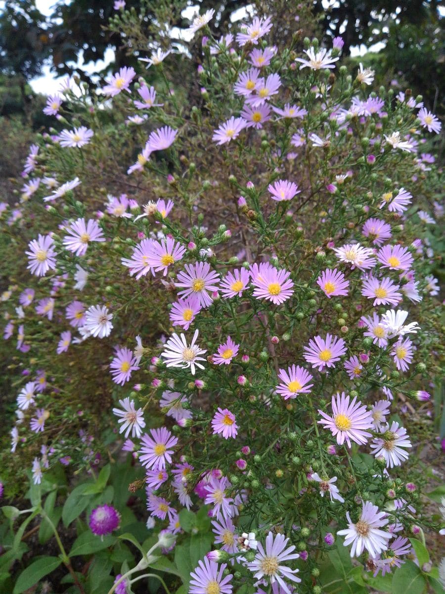 今度は赤花！実生タイタン。