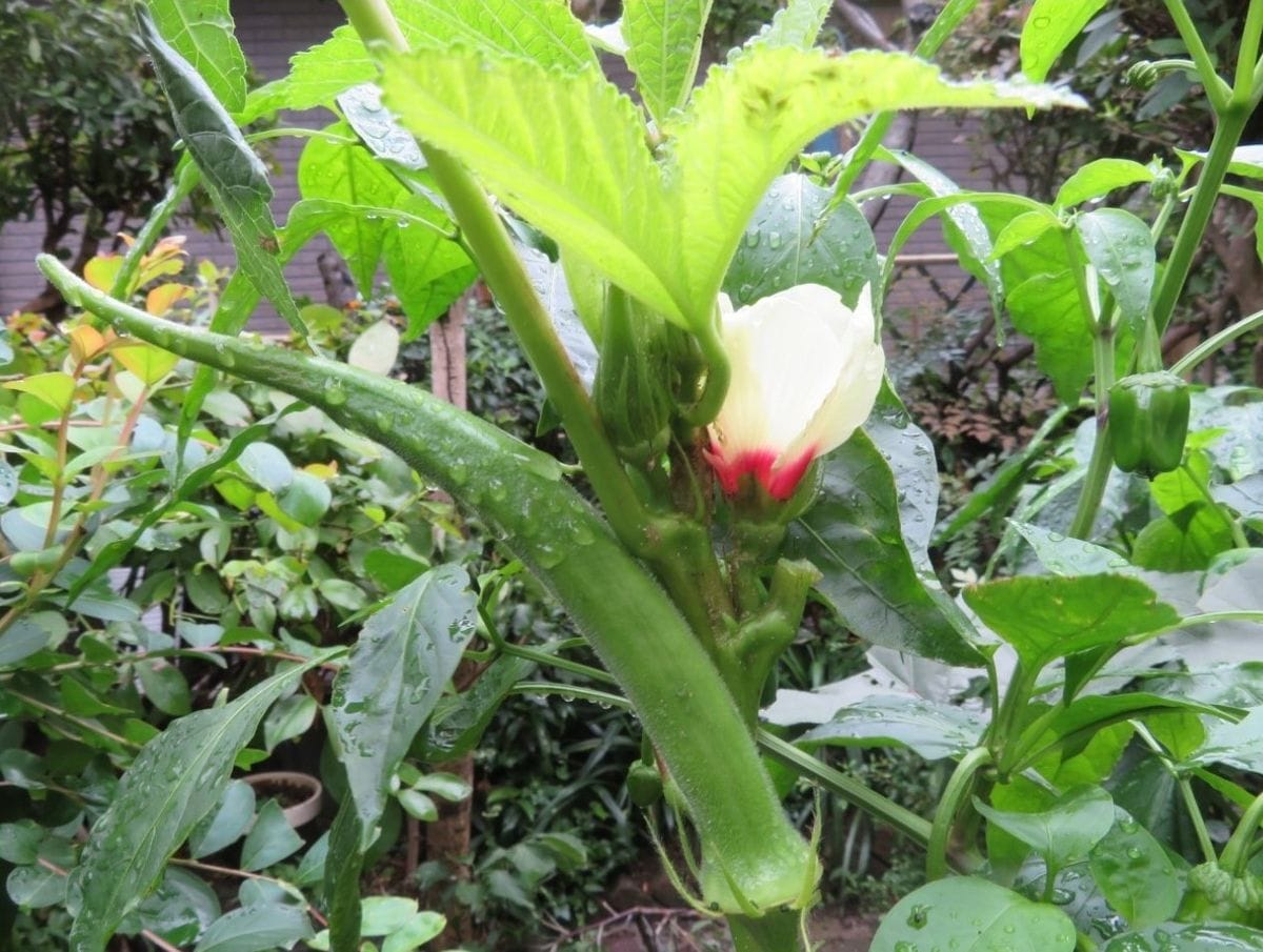 花咲かせ実のなる野菜たち