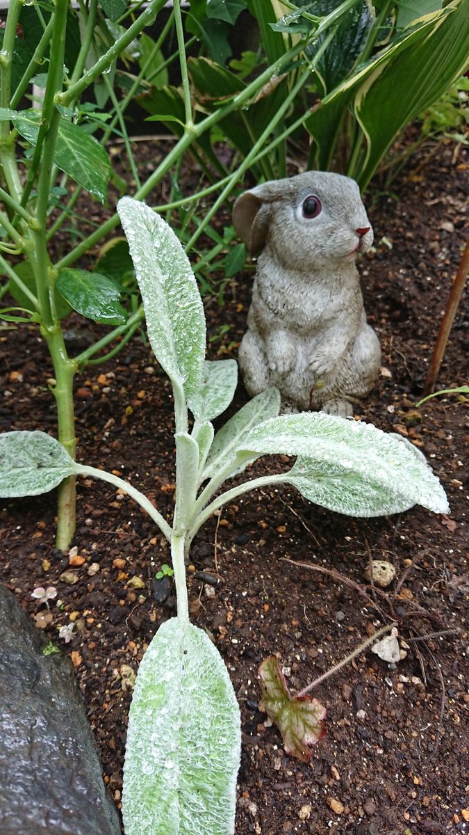 うまく育てられない植物たち