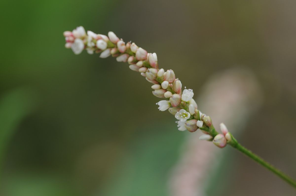 庭に咲く花‐１３