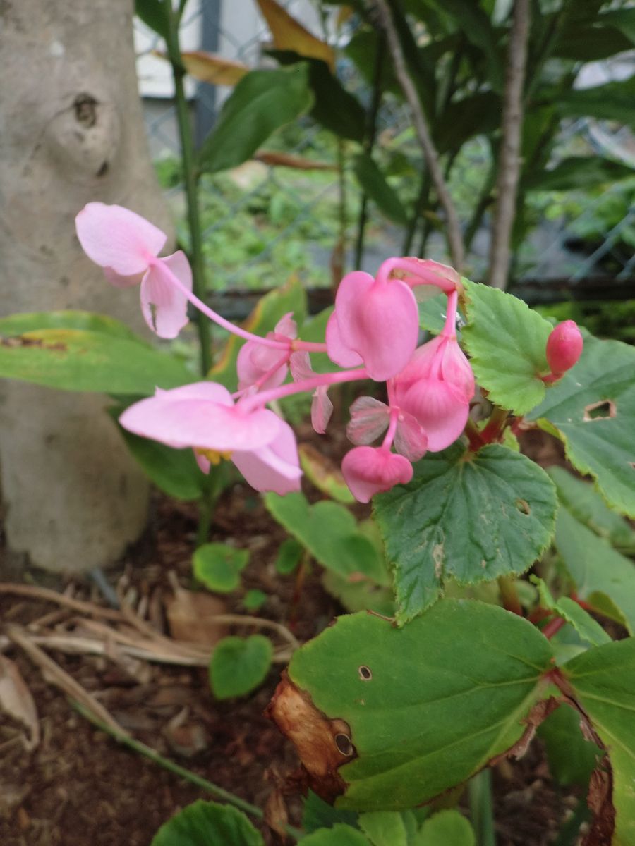 可愛い秋の花