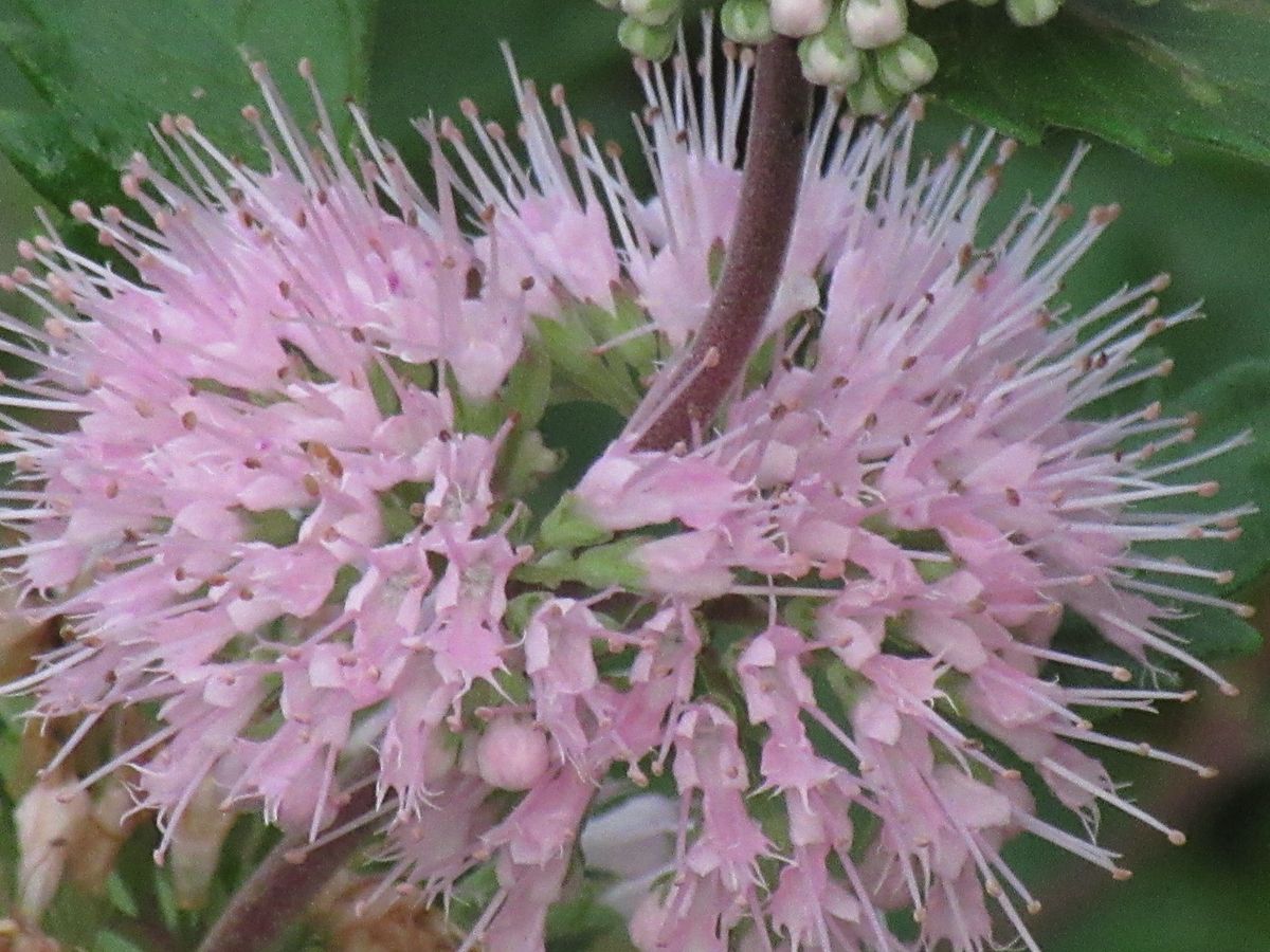 由愛(ゆめ)の花日記♪