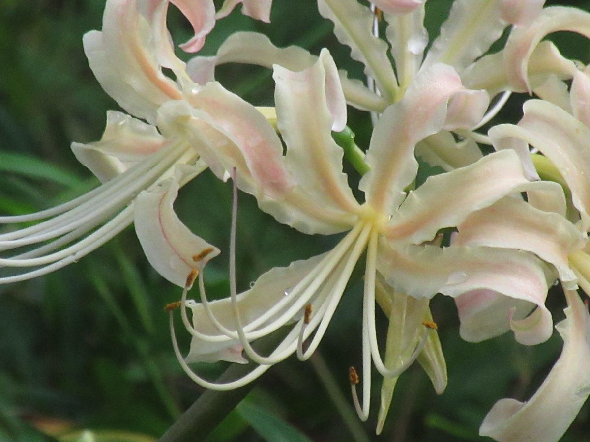 由愛(ゆめ)の花日記♪