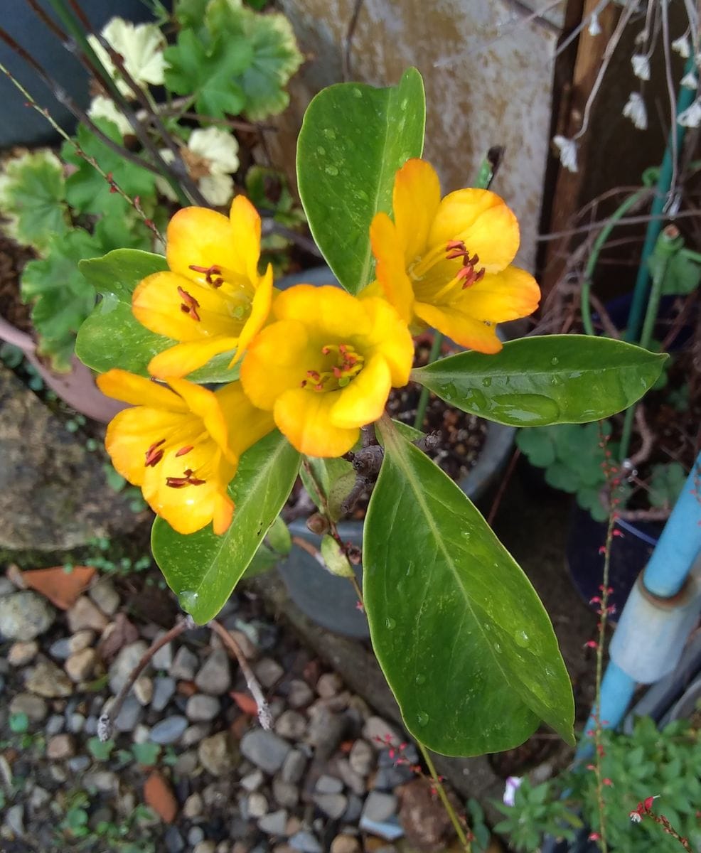 庭の花38マレーシアシャクナゲ 園芸日記by枇杷 みんなの趣味の園芸 7304