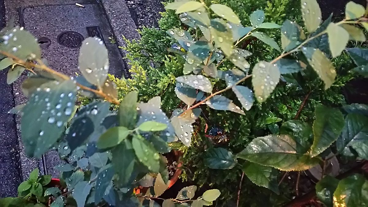 ☔☔☔雨降りで、心も雨模様☔☔☔